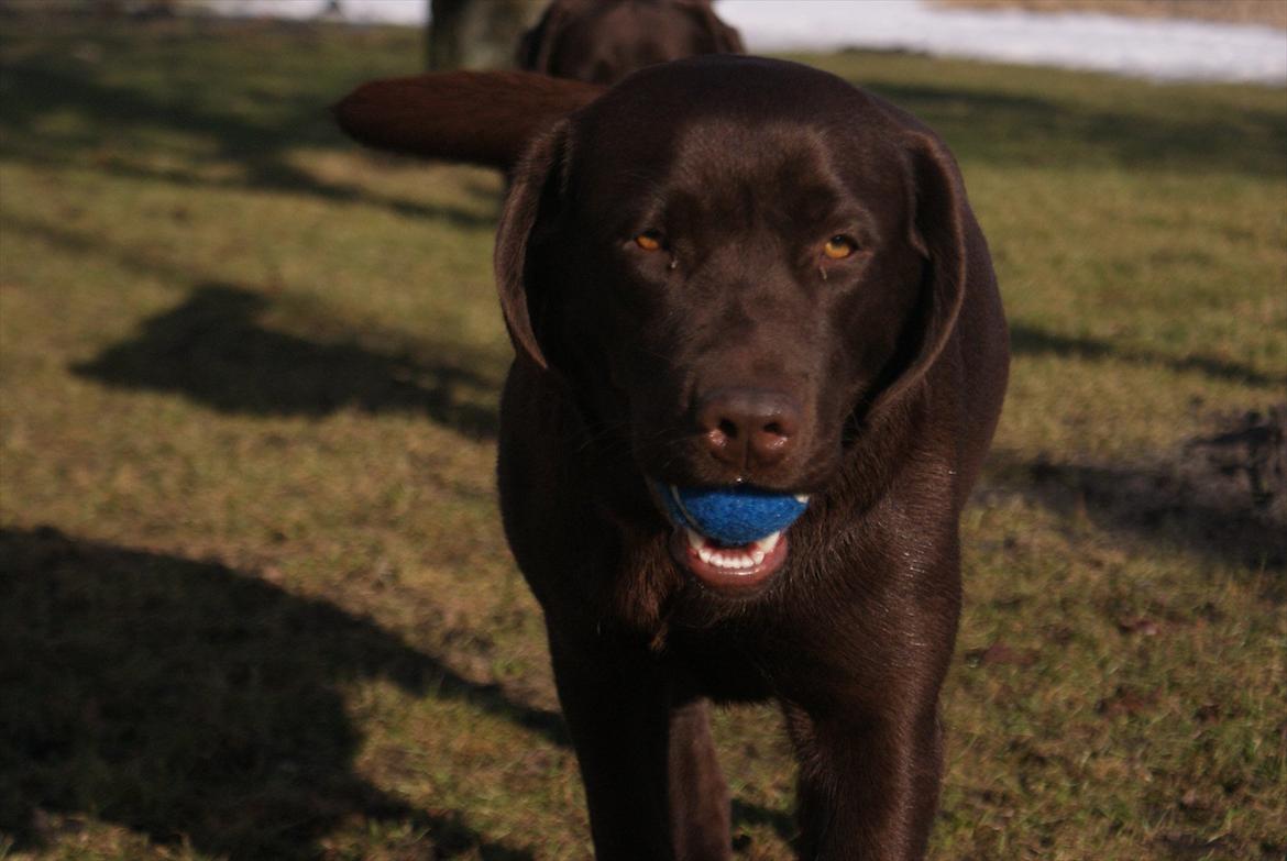 Labrador retriever Noguat billede 8