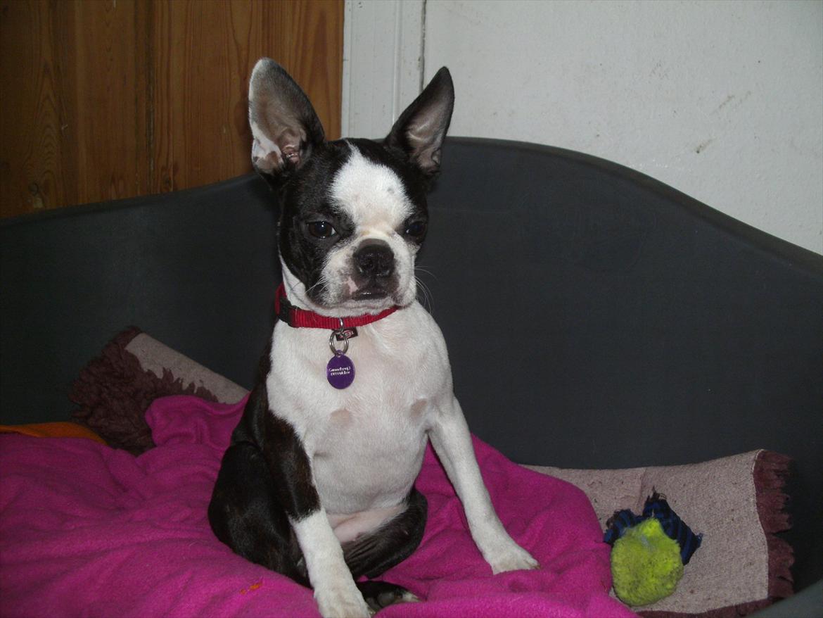 Boston terrier Mynthe billede 19