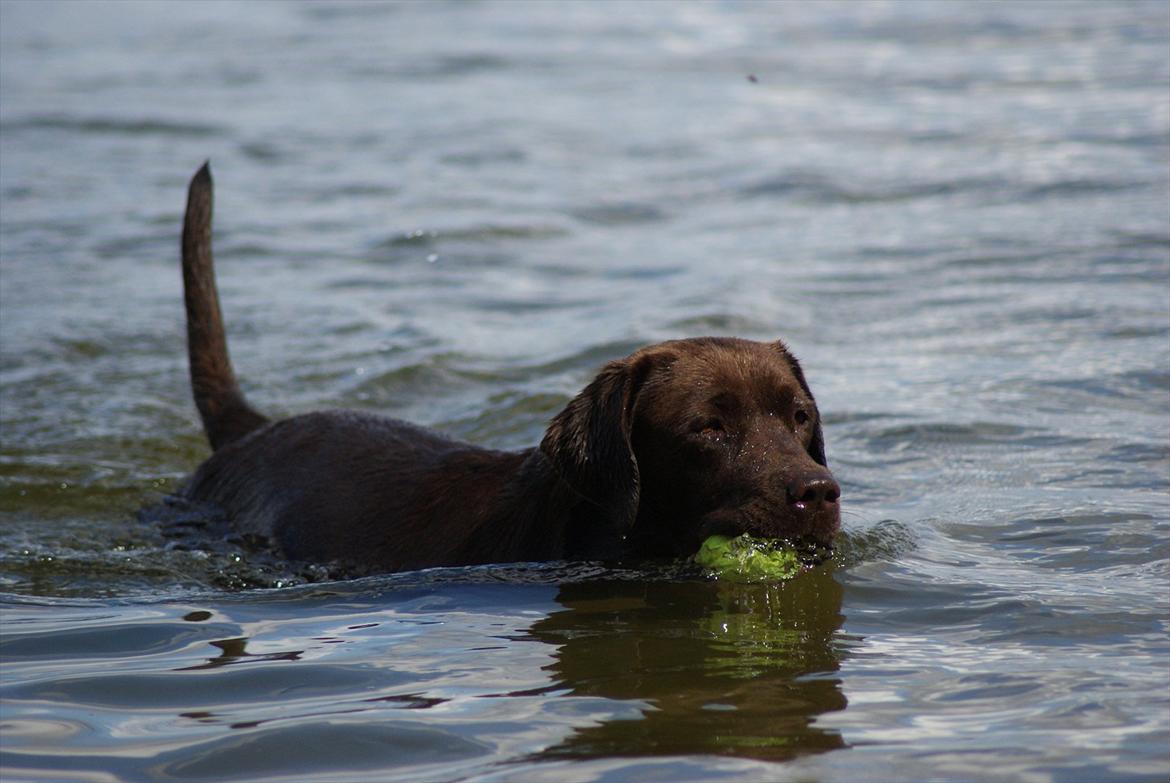 Labrador retriever Noguat billede 9