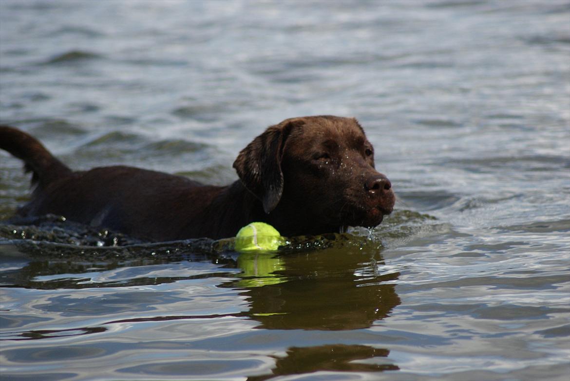 Labrador retriever Noguat billede 10