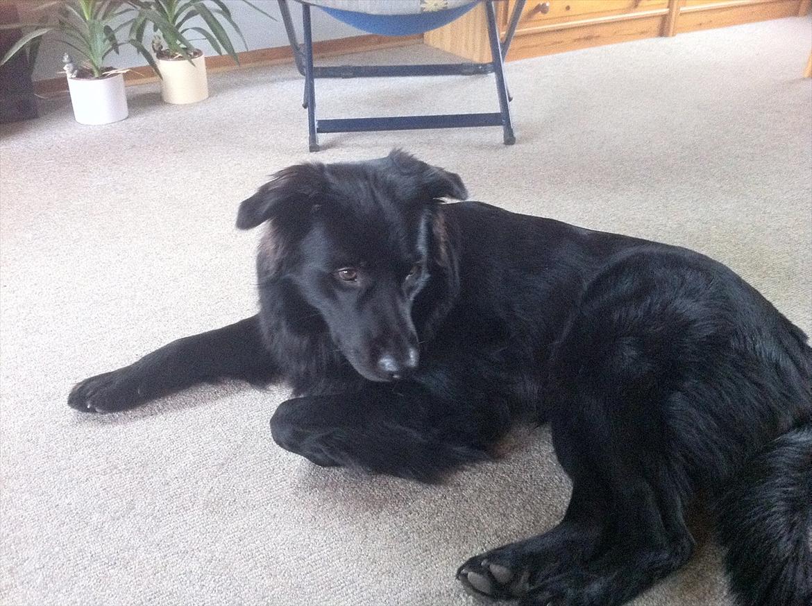 Blanding af racer Bamse. - Nyeste. Taget hjemme ved bedstefar & bedstemor (mine forældre) billede 1