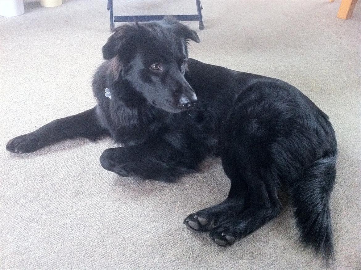 Blanding af racer Bamse. - Nyeste. Taget hjemme ved bedstefar & bedstemor (mine forældre) billede 2