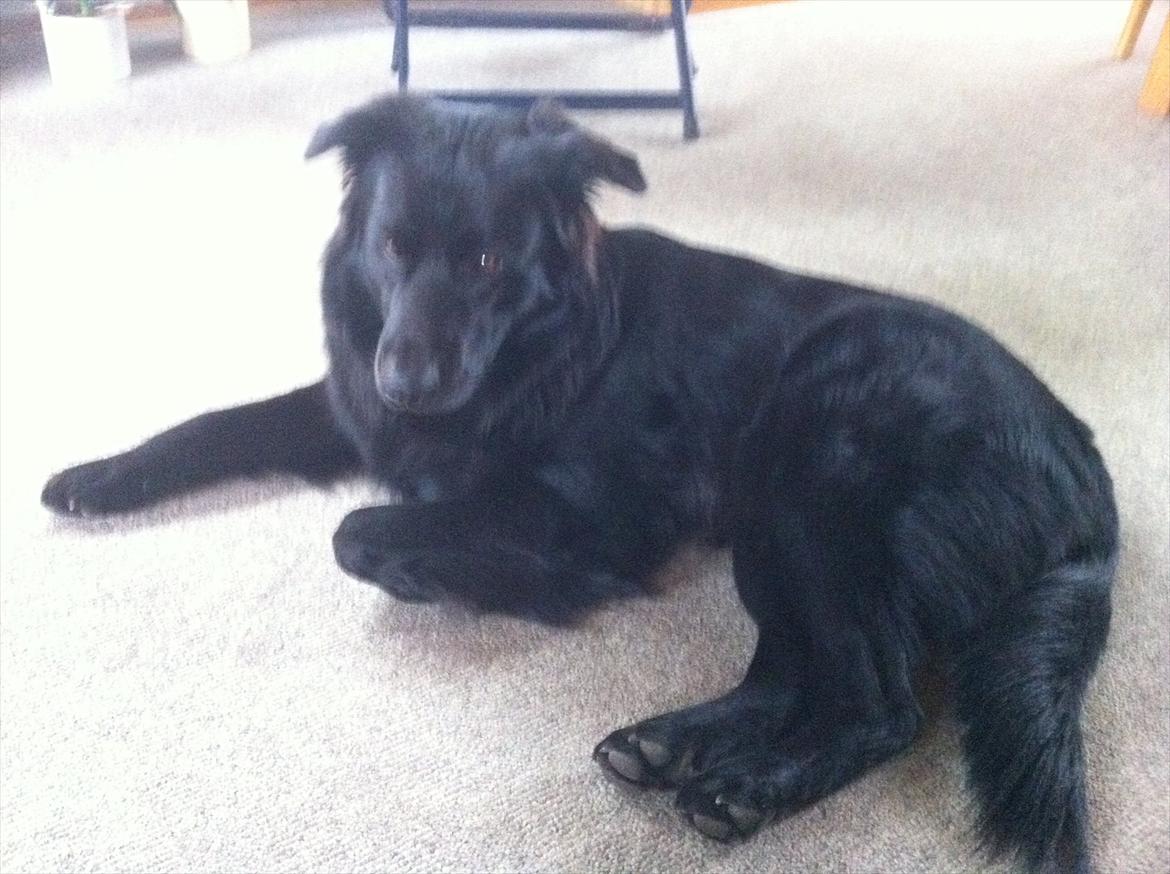 Blanding af racer Bamse. - Nyeste. Taget hjemme ved bedstefar & bedstemor (mine forældre) billede 3