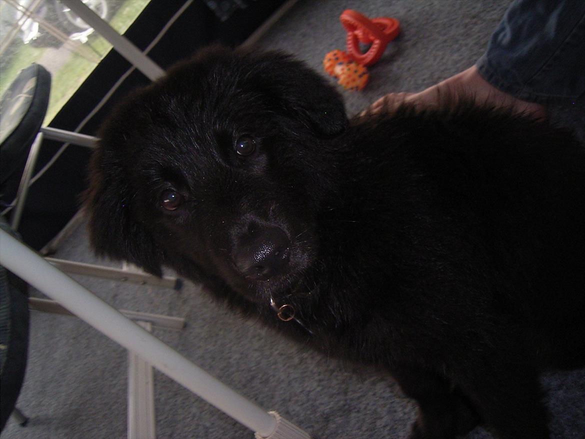 Blanding af racer Bamse. - Camping 2010 billede 17