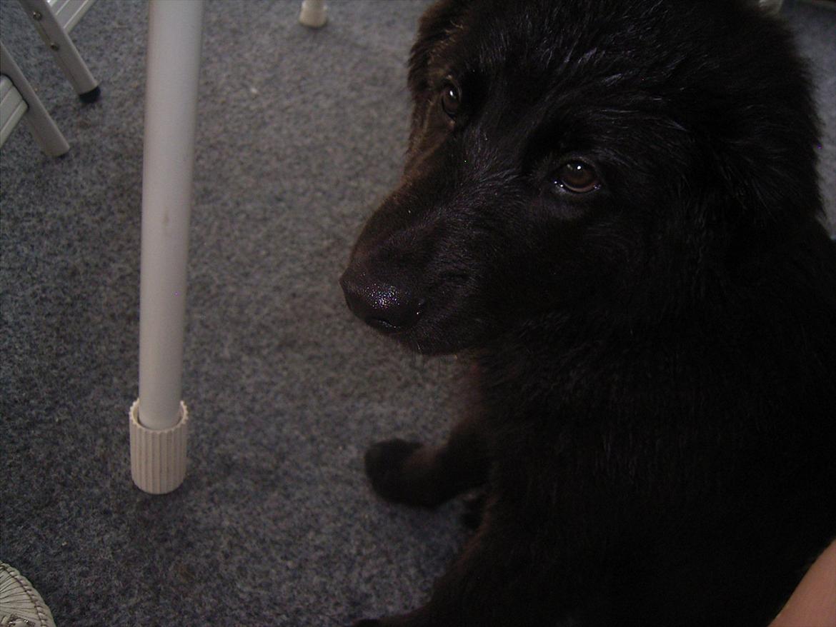 Blanding af racer Bamse. - Camping 2010 billede 18