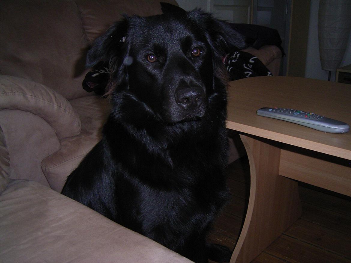 Blanding af racer Bamse. - Bamse 2011 billede 13