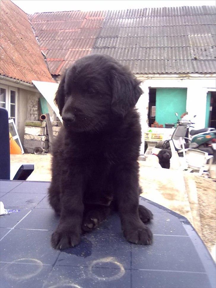 Blanding af racer Bamse. - Annonce billedet.   billede 15