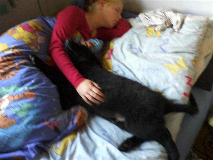 Blanding af racer Bamse. - Dagen efter jeg havde købt ham. fik vi os lige en lur billede 14