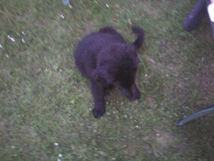 Blanding af racer Bamse. - Sommer 2010, første gang Bamse var på camping billede 16