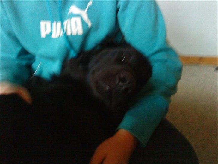 Blanding af racer Bamse. - Bamse som ligger ved mig og putter billede 5