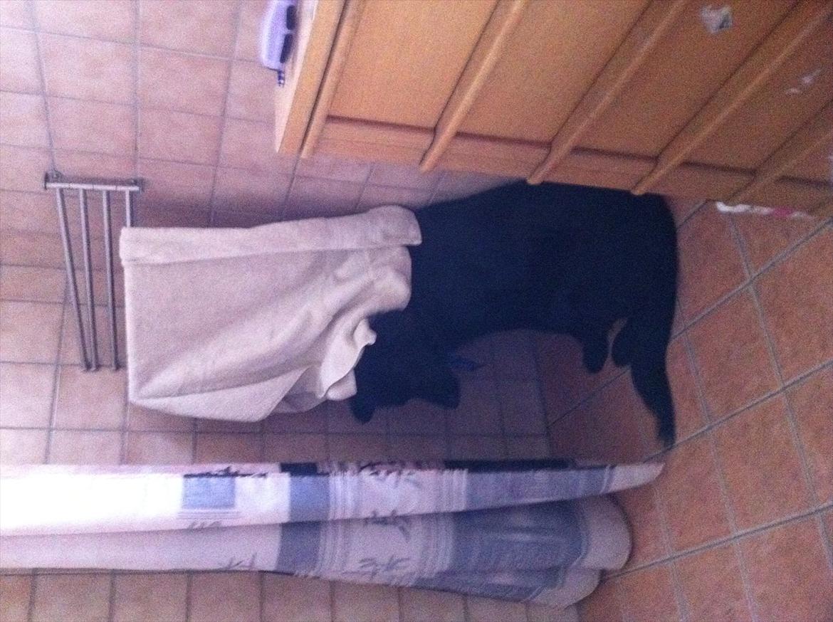 Blanding af racer Bamse. - Bamse som venter på han skal i bad. billede 6