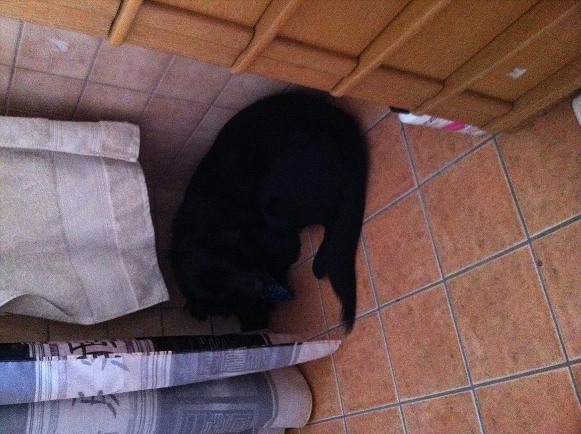 Blanding af racer Bamse. - "ej mor, skal jeg ikke snart i bad?" billede 7