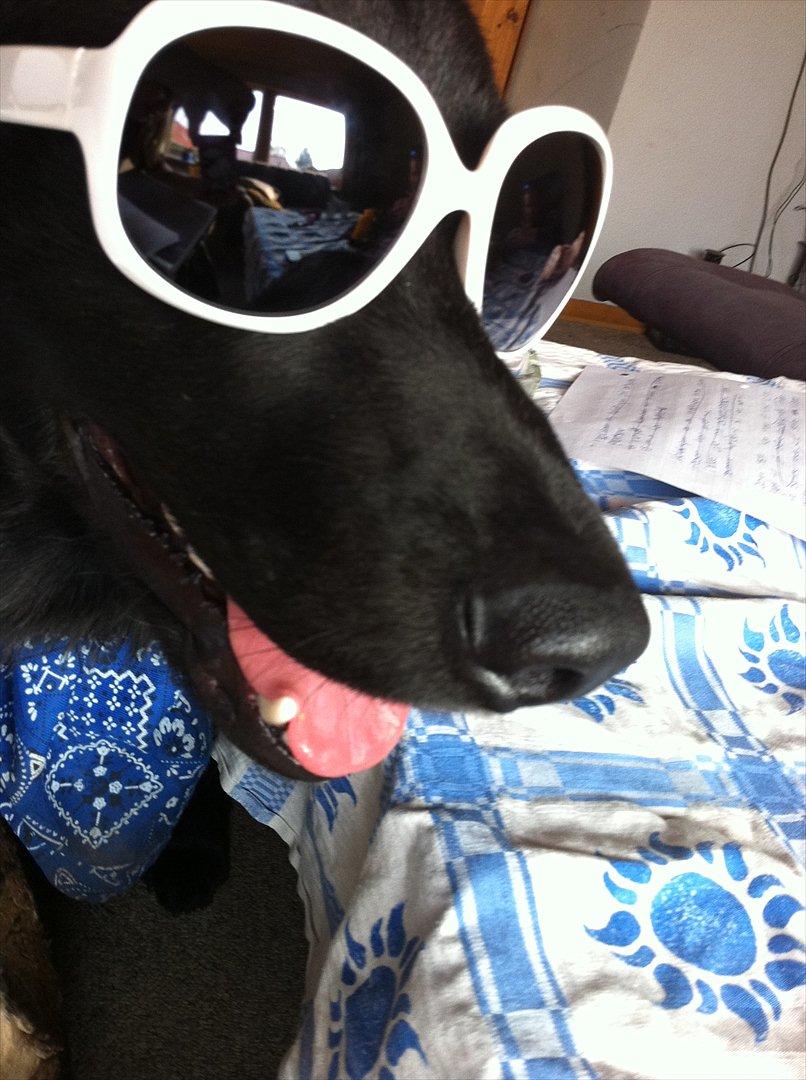 Blanding af racer Bamse. - "im a rockstar, baby" billede 8