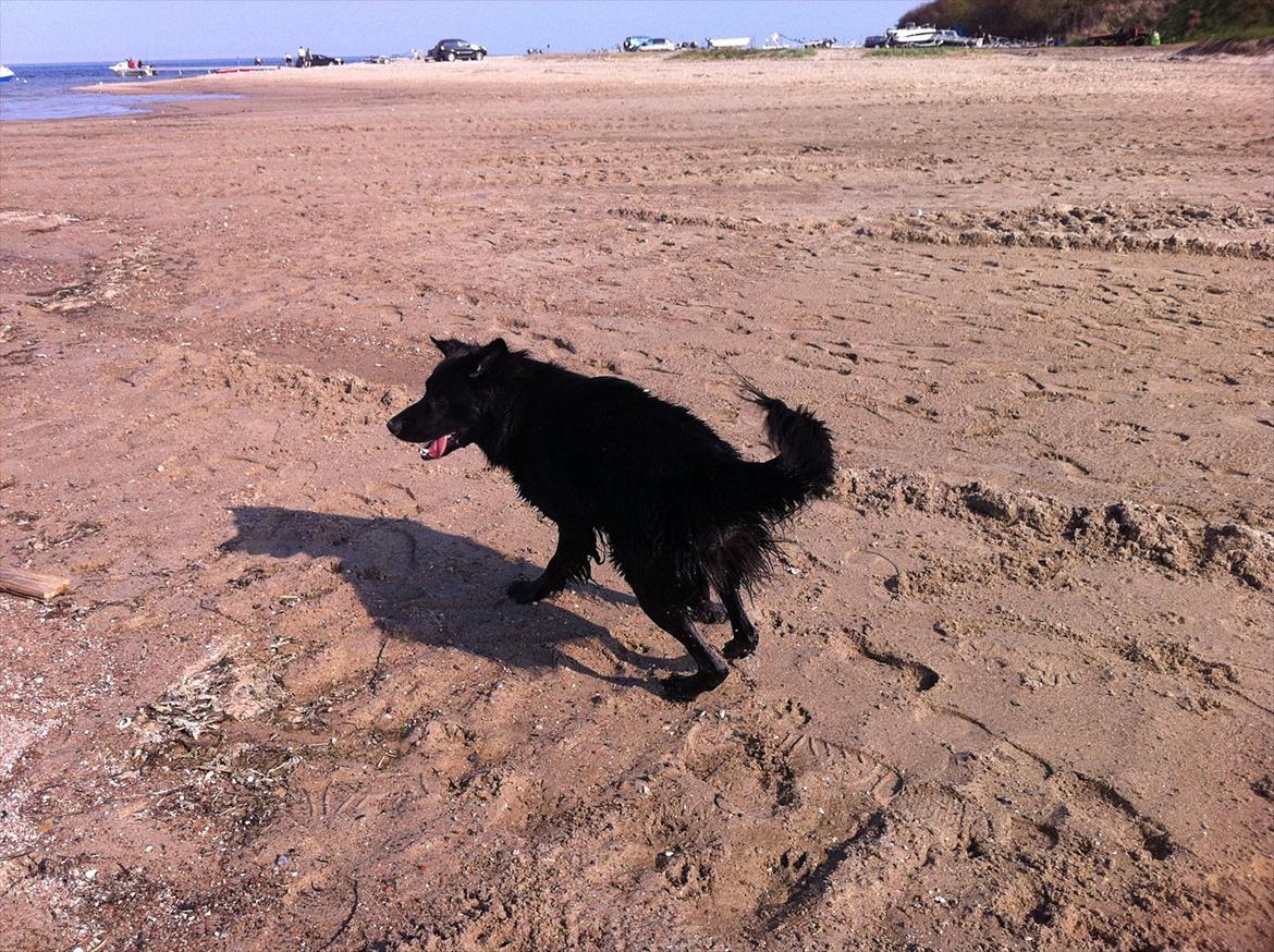 Blanding af racer Bamse. - Bamse på stranden, på camping 2011 billede 9