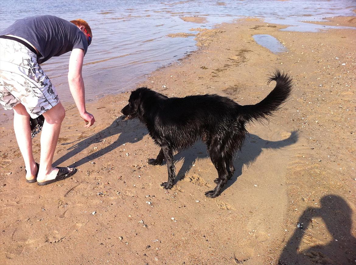 Blanding af racer Bamse. - Sommer 2011, på camping billede 10