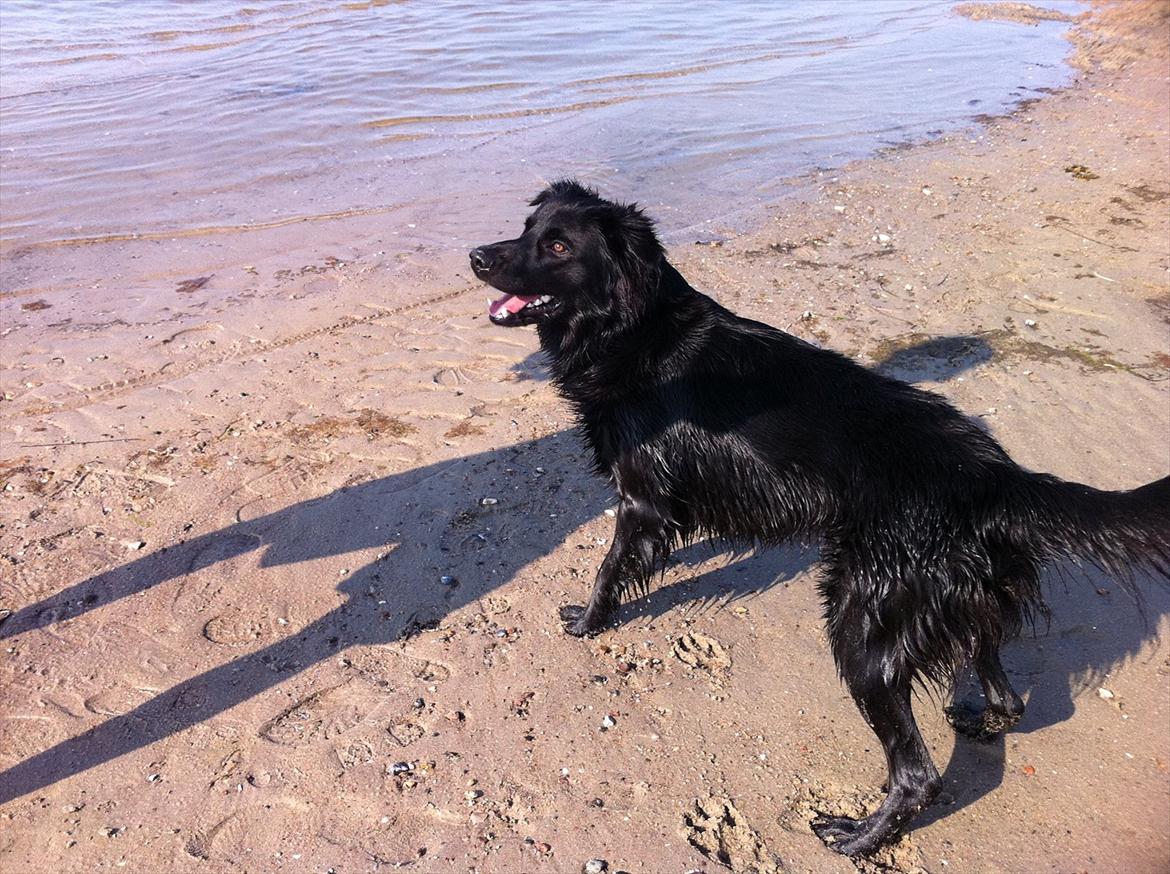 Blanding af racer Bamse. - "Kast den så, far" billede 11