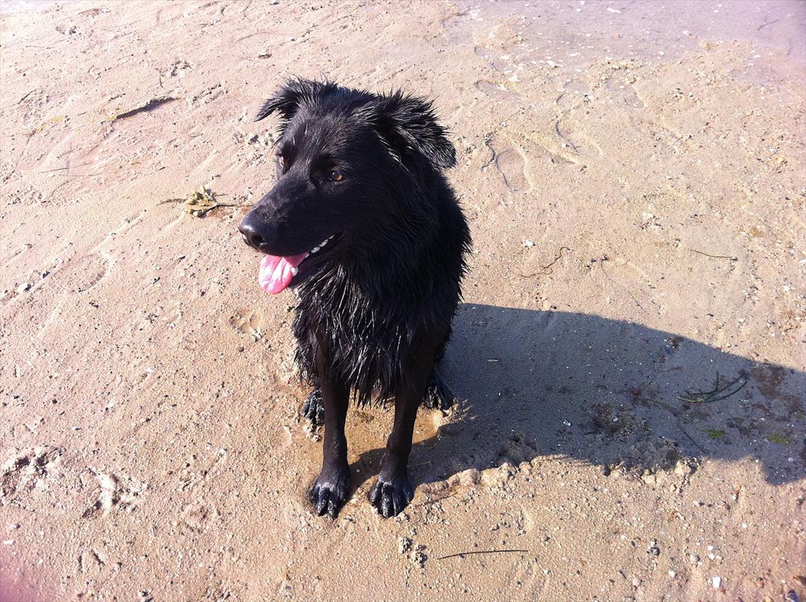 Blanding af racer Bamse. - Bamse sommer 2011, på camping billede 12