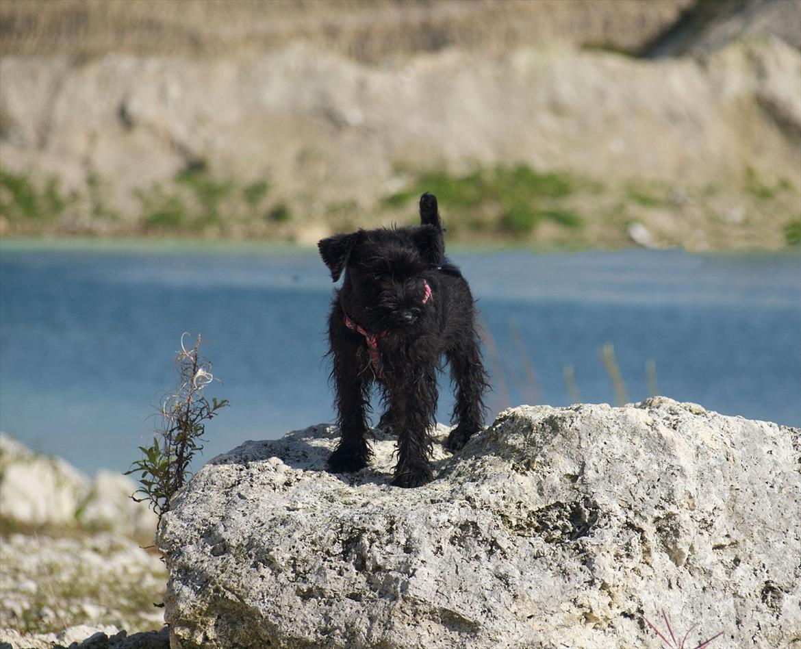 Dvaergschnauzer Sváva's Hazel - Tzefira billede 13