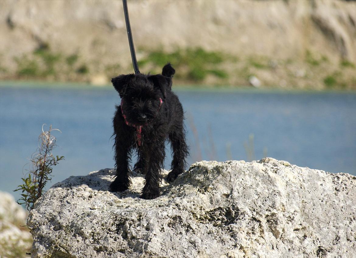 Dvaergschnauzer Sváva's Hazel - Tzefira billede 14