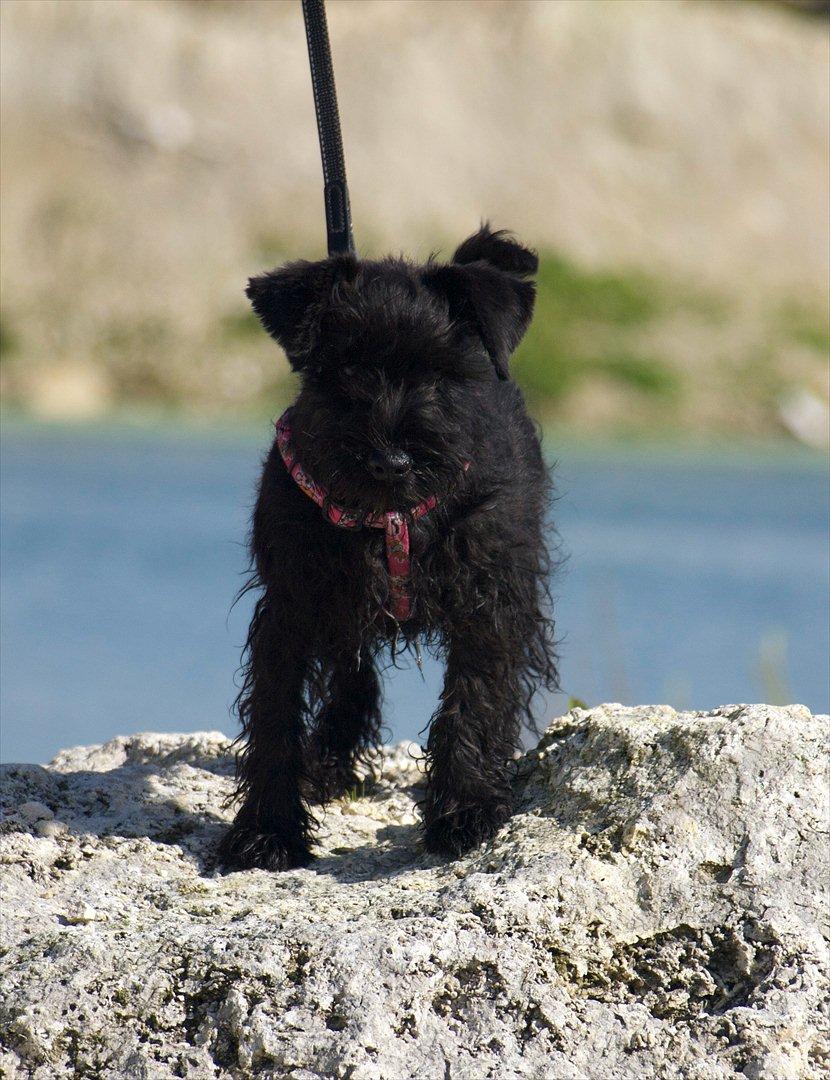 Dvaergschnauzer Sváva's Hazel - Tzefira billede 6