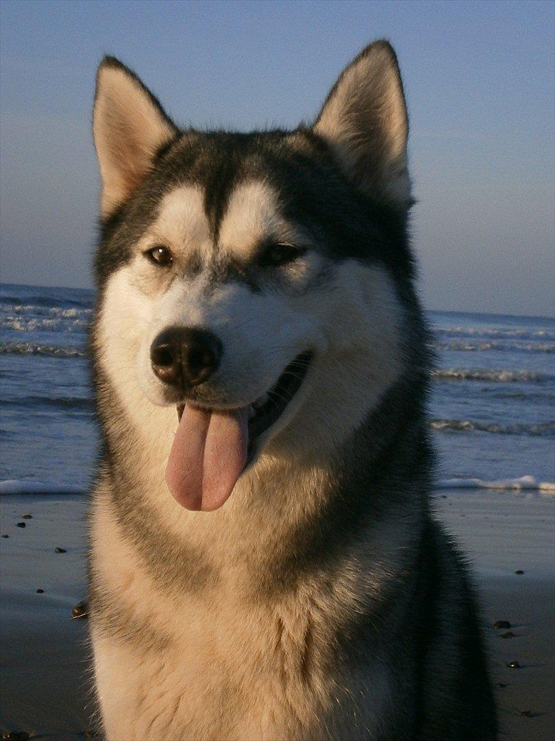 Siberian husky Sif <3 billede 17