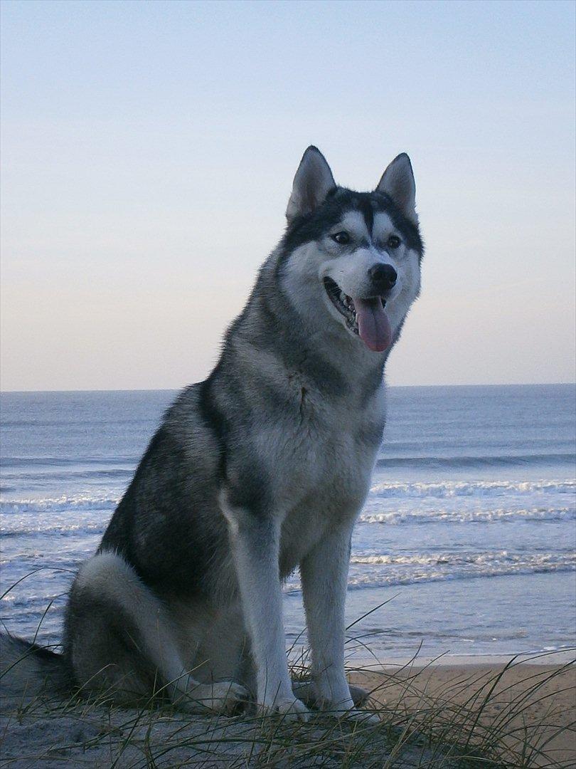 Siberian husky Sif <3 billede 1