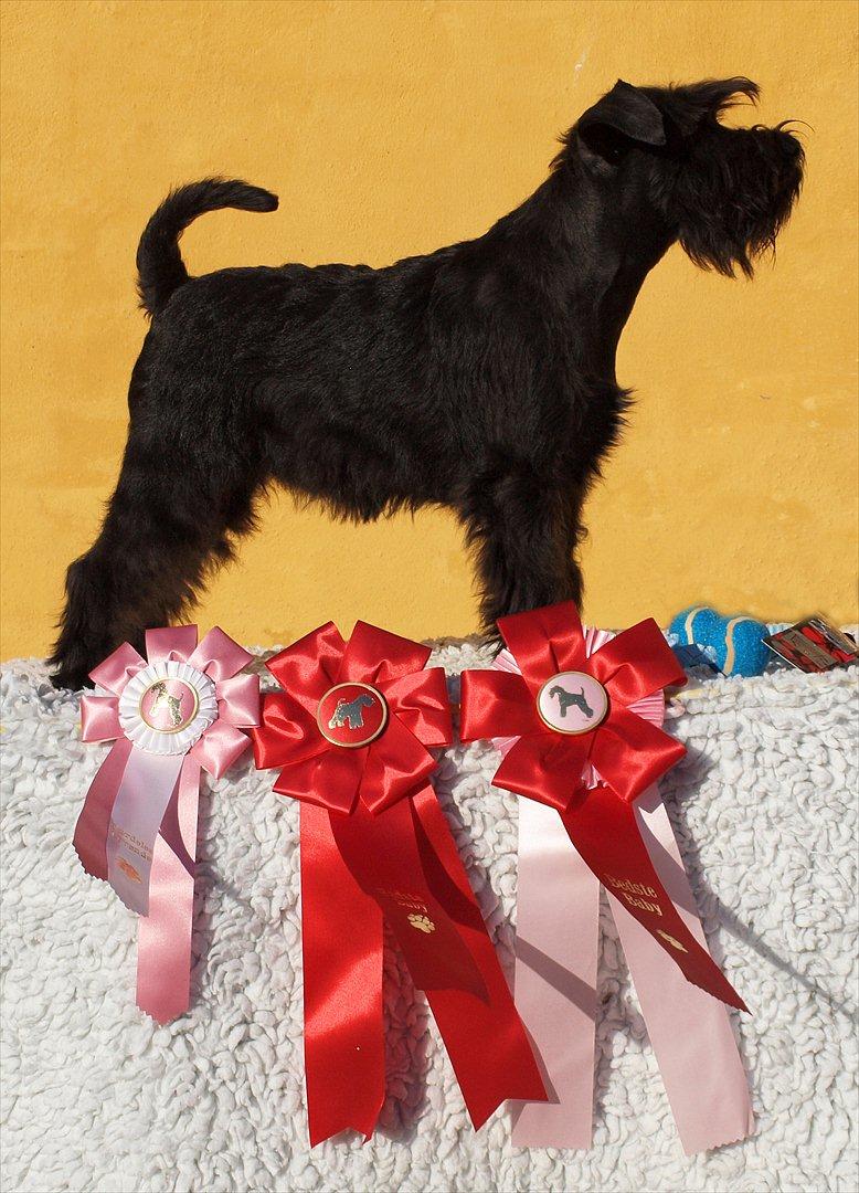 Dvaergschnauzer Sváva's Hazel - Tzefira billede 15
