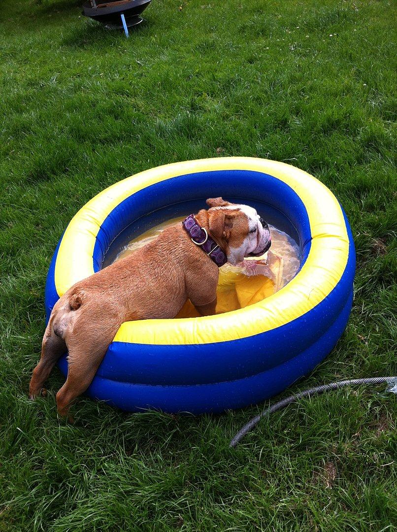 Engelsk bulldog R.I.P Emma billede 9