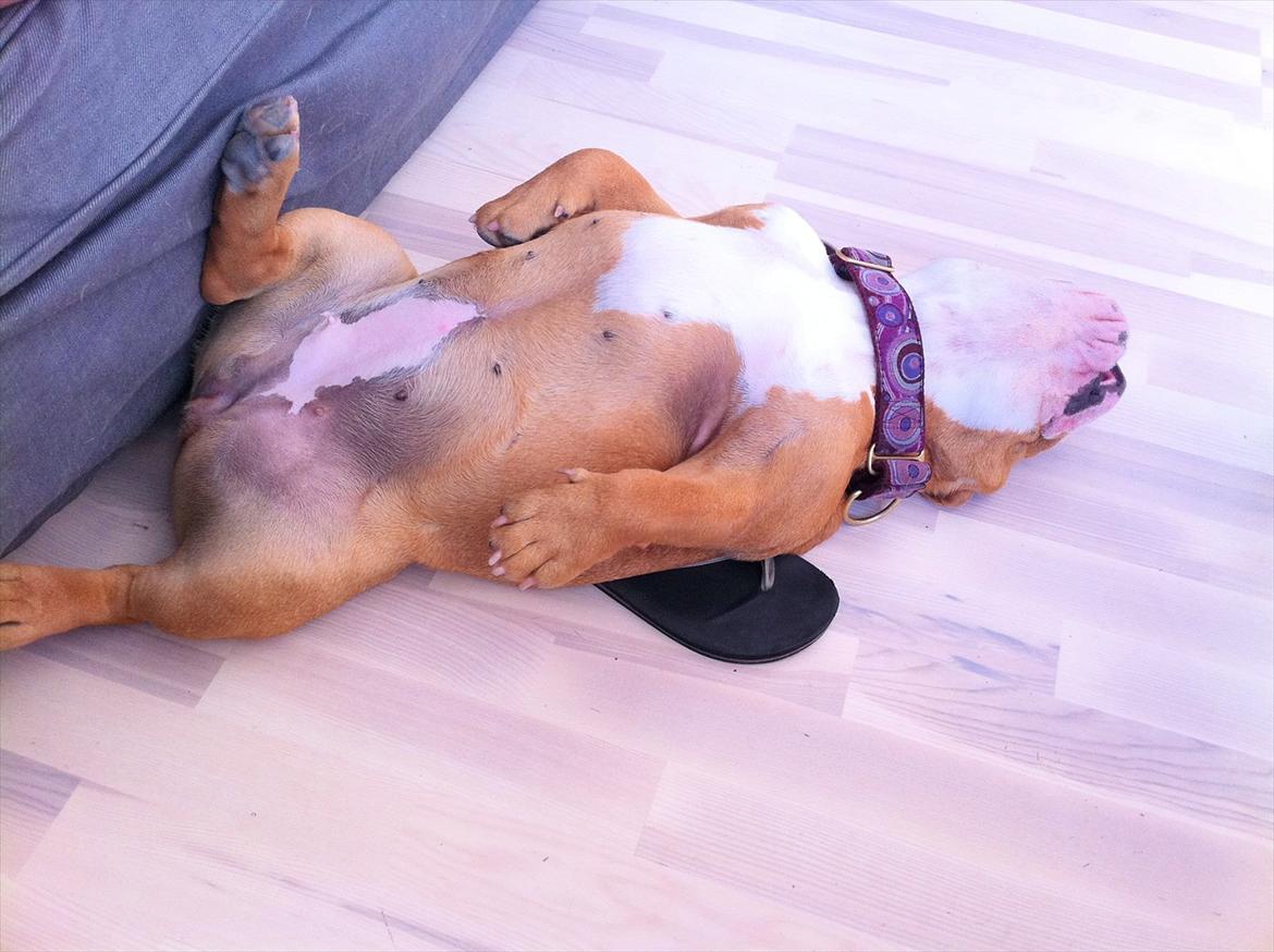 Engelsk bulldog R.I.P Emma billede 10