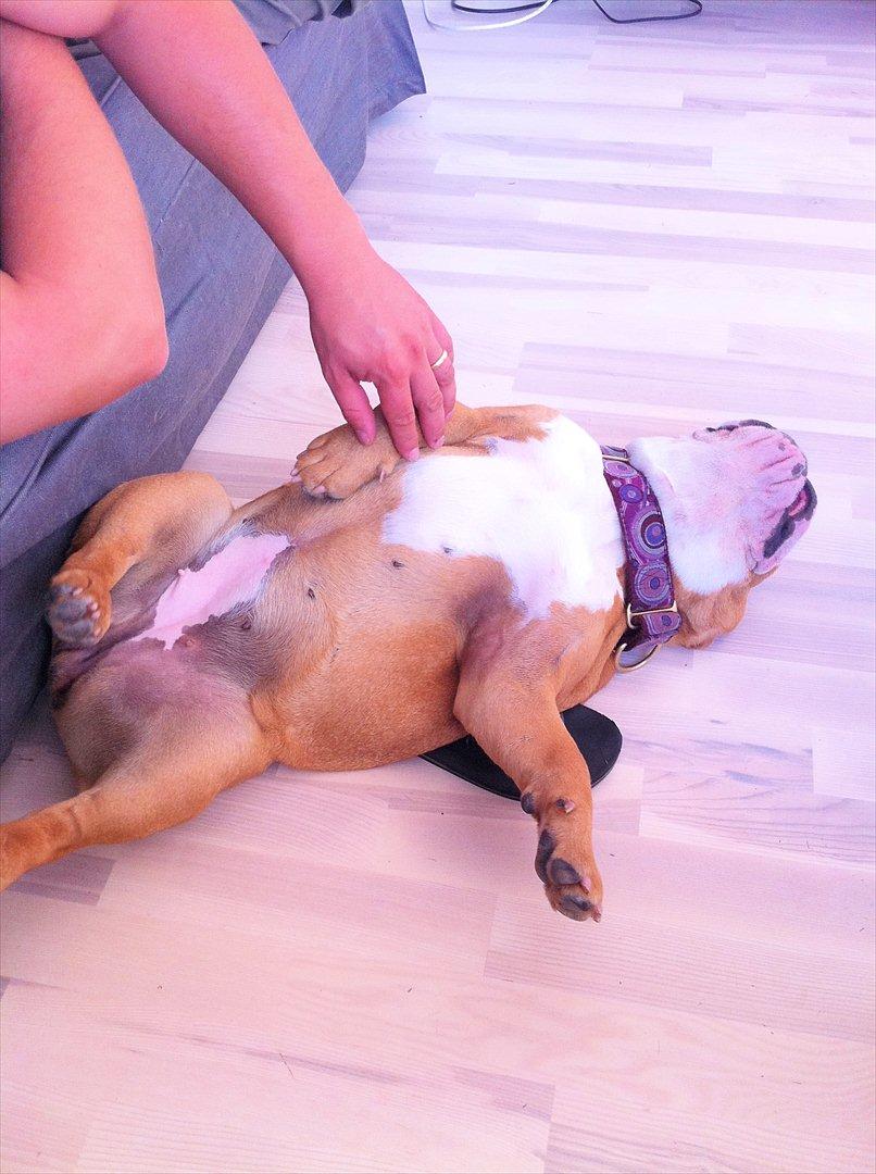 Engelsk bulldog R.I.P Emma billede 11