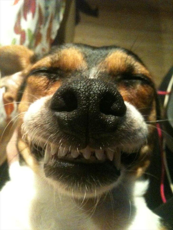 Dansk svensk gaardhund Pixel  <3 - 8 november 2011 billede 20