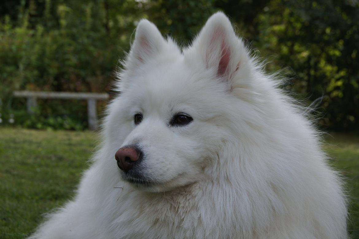 Samojedhund Fnuggi - White billede 3