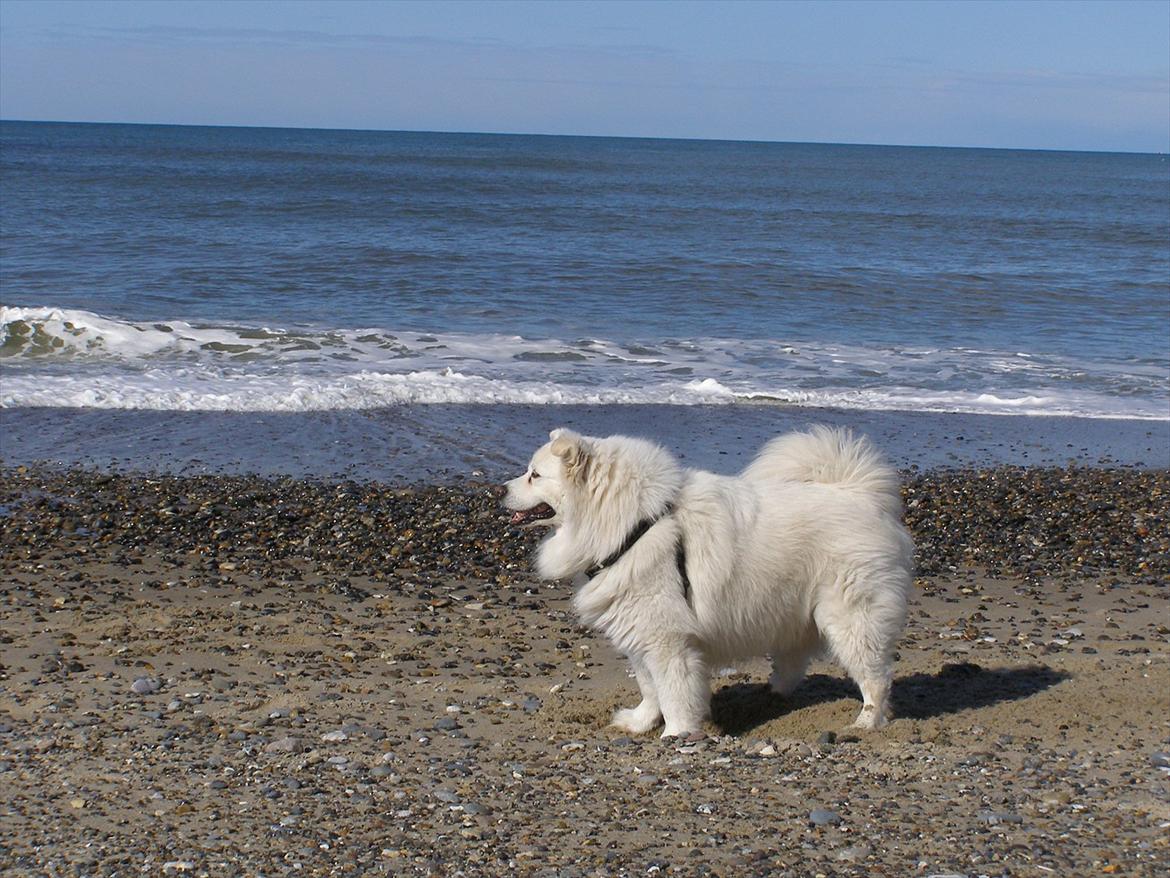 Samojedhund Fnuggi - Fnuggi billede 10