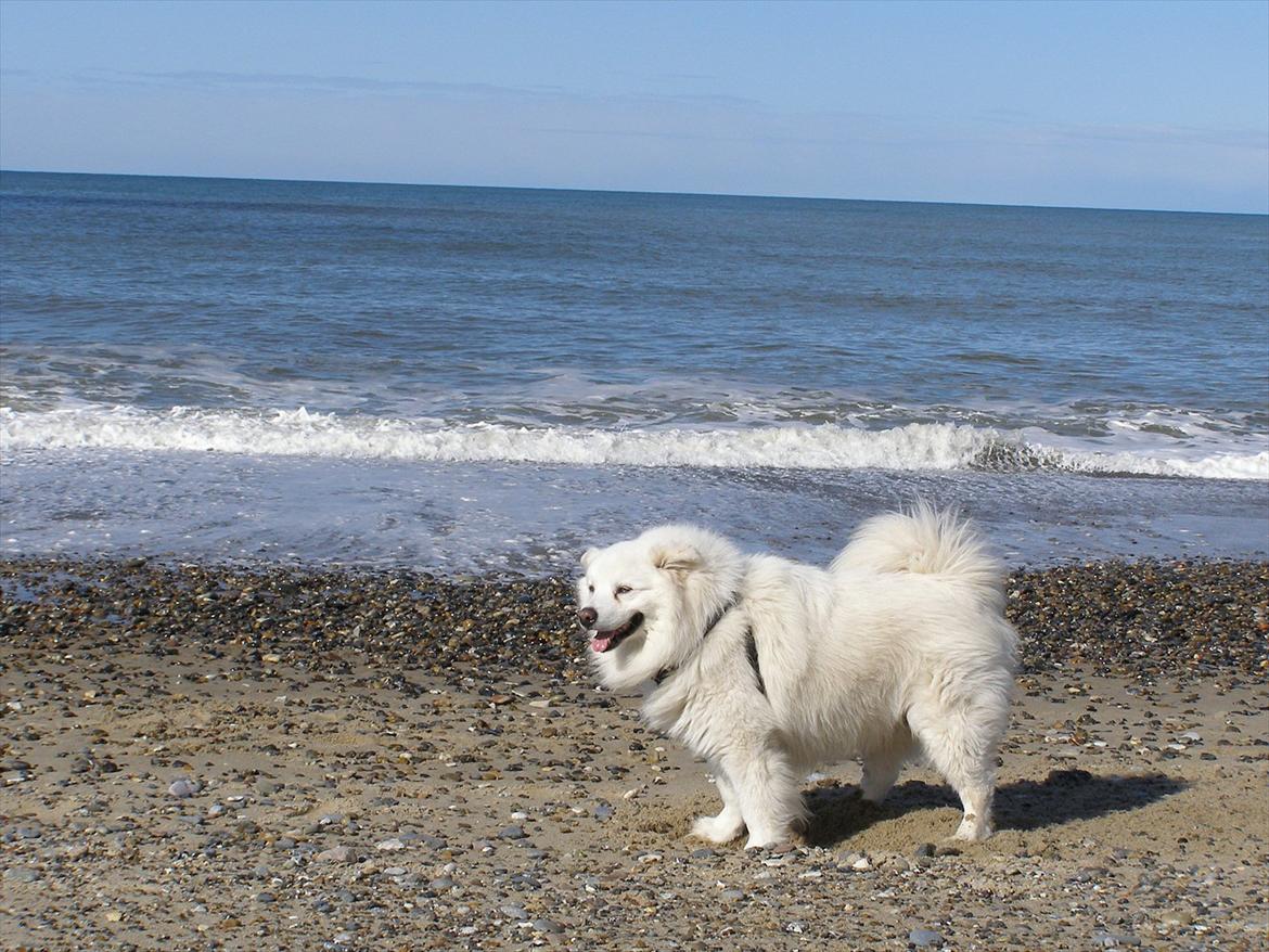 Samojedhund Fnuggi billede 4