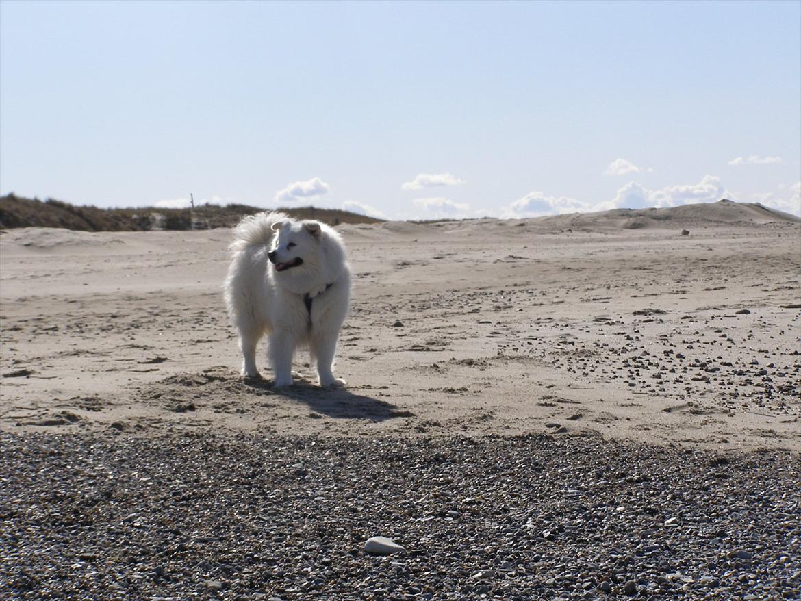 Samojedhund Fnuggi billede 5