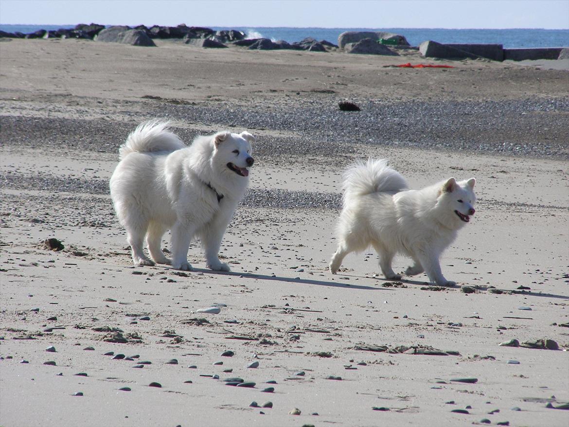 Samojedhund Fnuggi billede 7