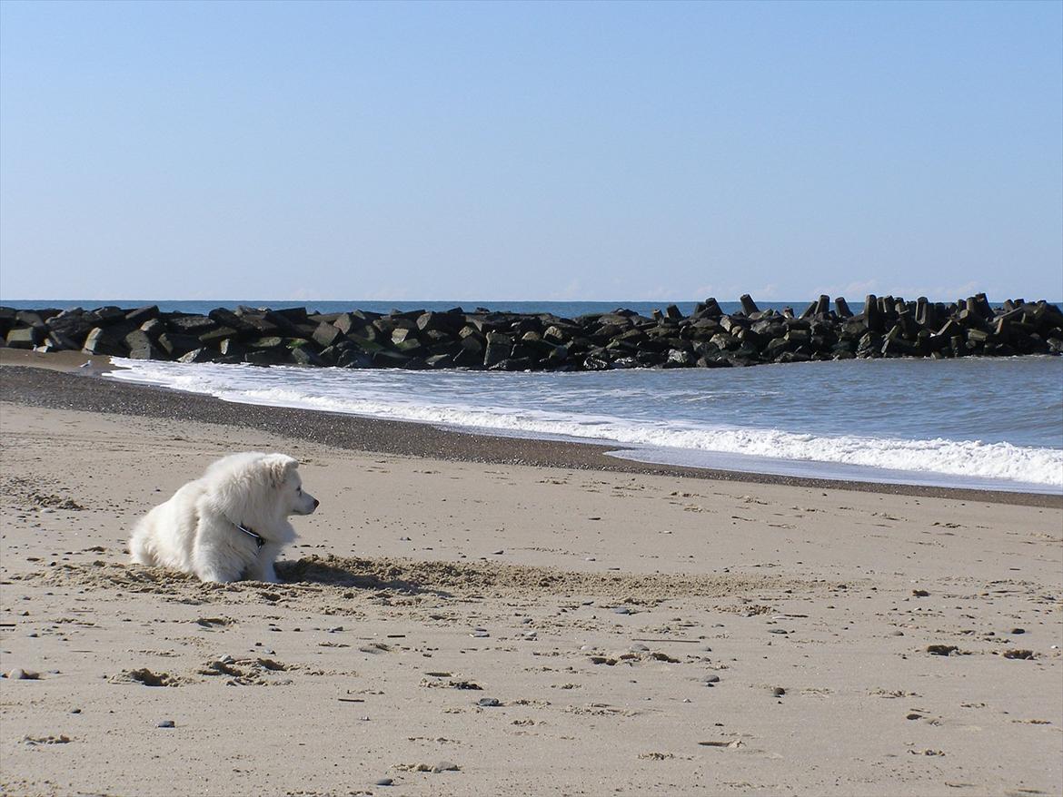 Samojedhund Fnuggi billede 8