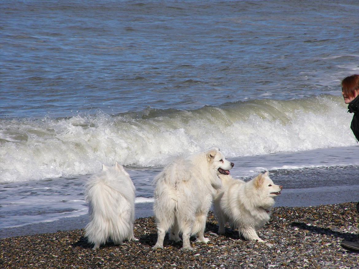 Samojedhund Fnuggi billede 9