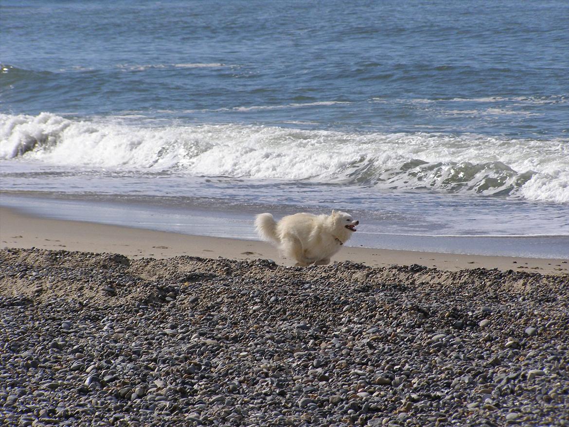 Samojedhund Fnuggi billede 13