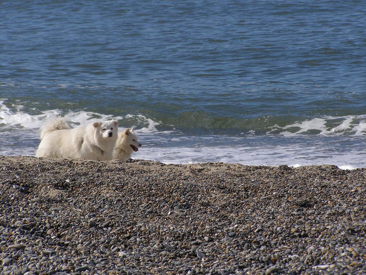 Samojedhund Fnuggi billede 14