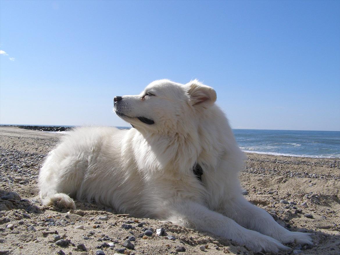 Samojedhund Fnuggi billede 15