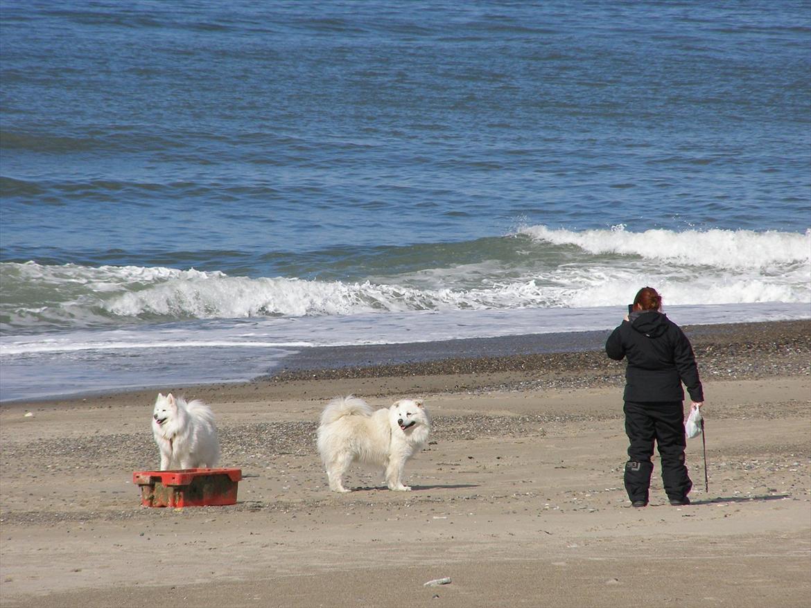 Samojedhund Fnuggi billede 18