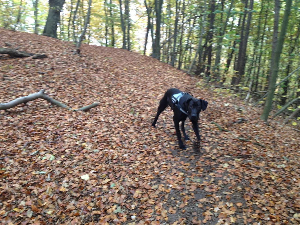 Grand danois Cato *Rip* <3 du er savnet - Hvad laver du farmand..? billede 8