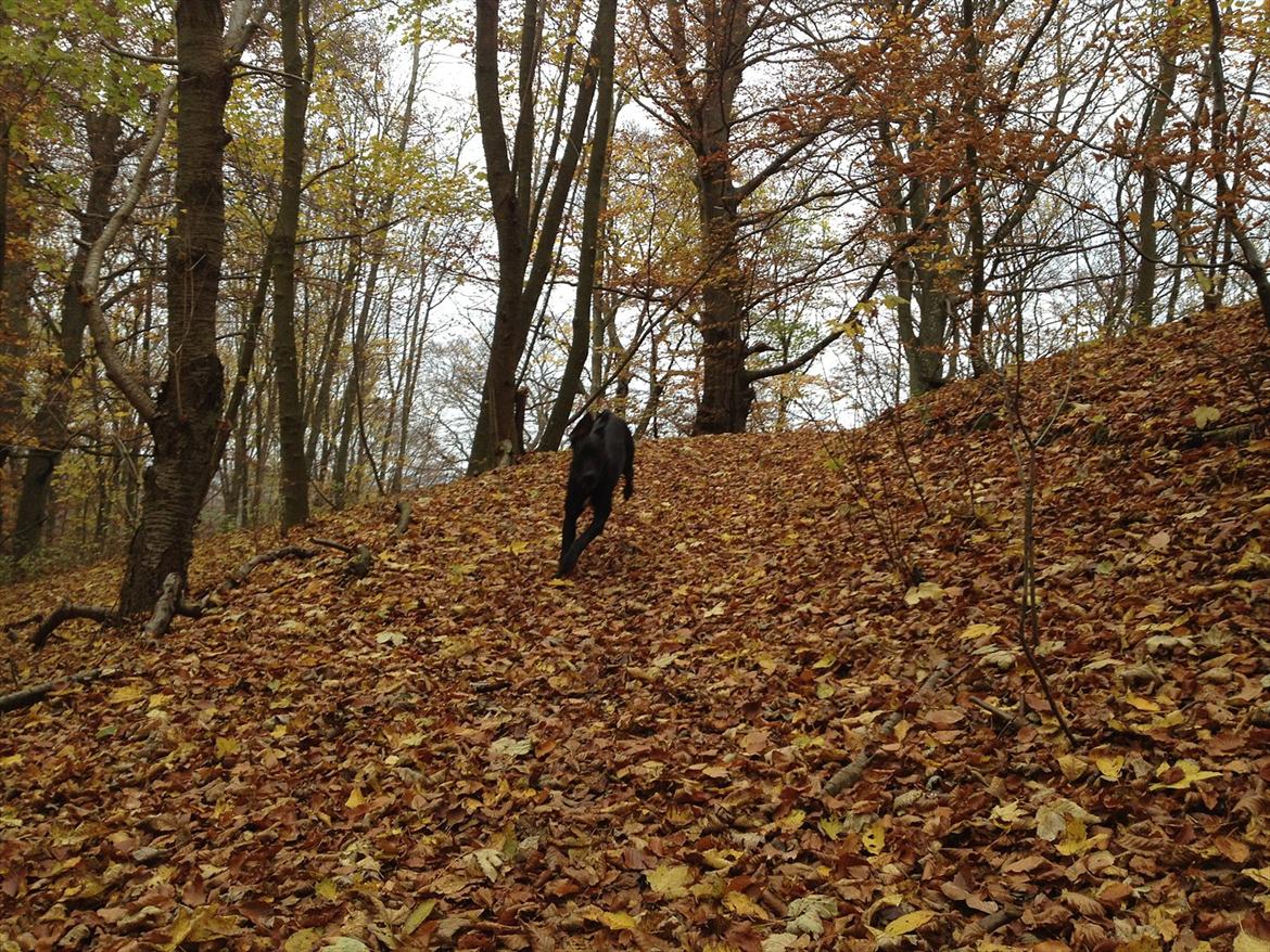 Grand danois Cato *Rip* <3 du er savnet - Yiiiihaaa jeg elsker skoven :-D billede 9