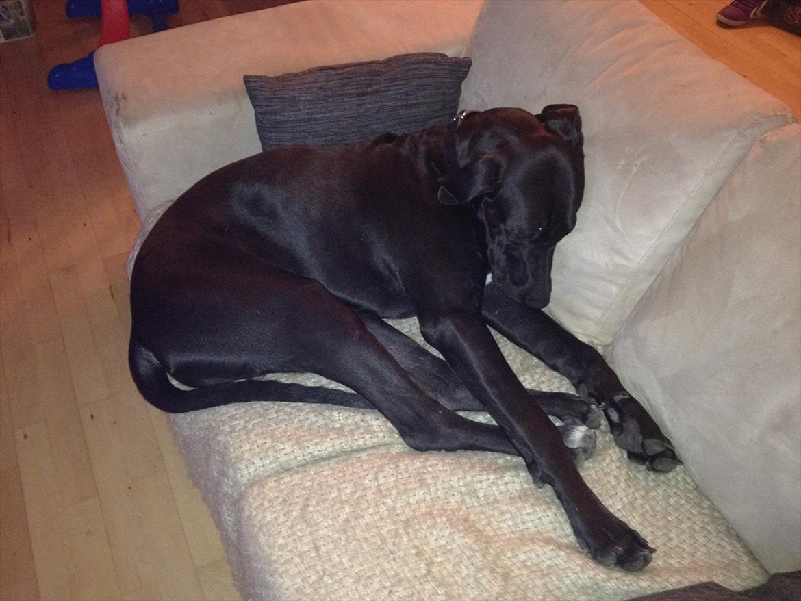 Grand danois Cato *Rip* <3 du er savnet - Cato mente at han skulle putte i sofaen ved siden af sin far ;-)  billede 10