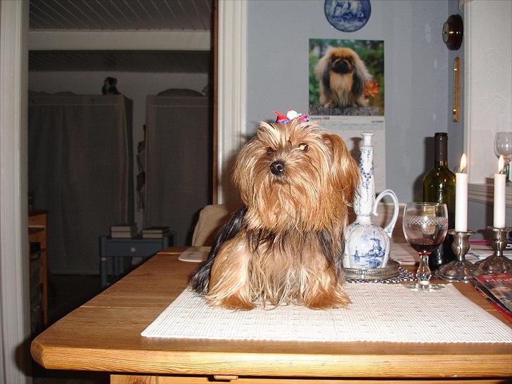 Yorkshire terrier "Nova" - Hos fotografen igen! billede 13