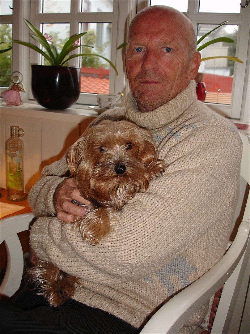 Yorkshire terrier "Nova" - Hygger med min menneske-far! billede 14