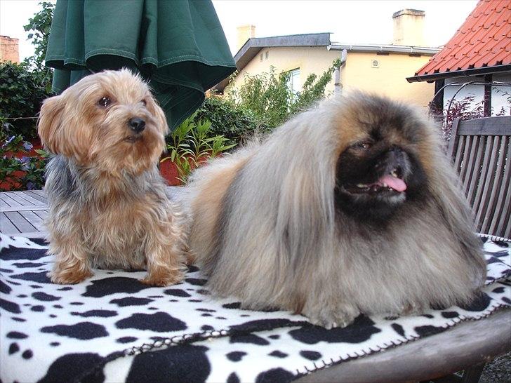 Yorkshire terrier "Nova" - Her sidder jeg sammen med Pekingeser "Mo-Li-Shou" i vores gårdhave. billede 15