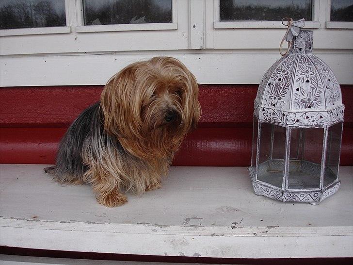 Yorkshire terrier "Nova" - Jeg er næsten lige så høj som lygten! billede 16
