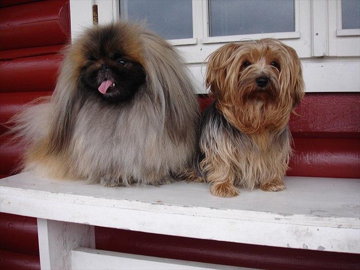 Yorkshire terrier "Nova" - Her er jeg igen sammen med min sambo "Mo-Li-Shou" billede 17
